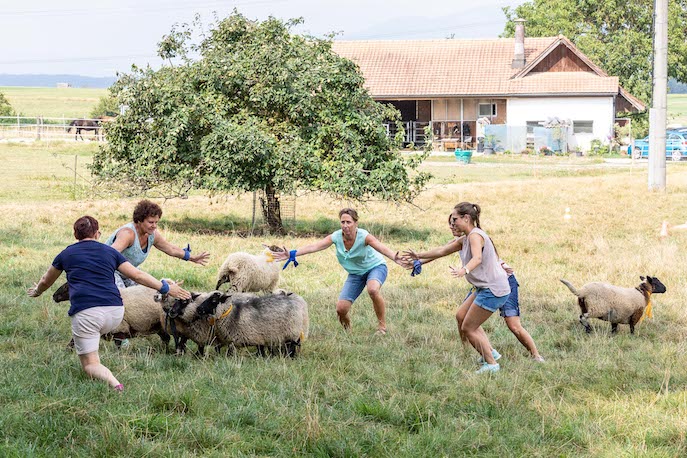 People playing with sheep in a meadow.