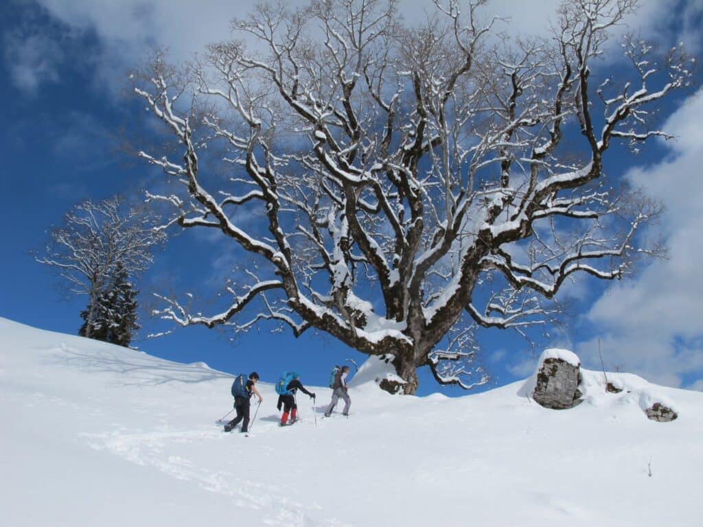 Schneeschuhwanderer unter verschneitem Baum im Winter.